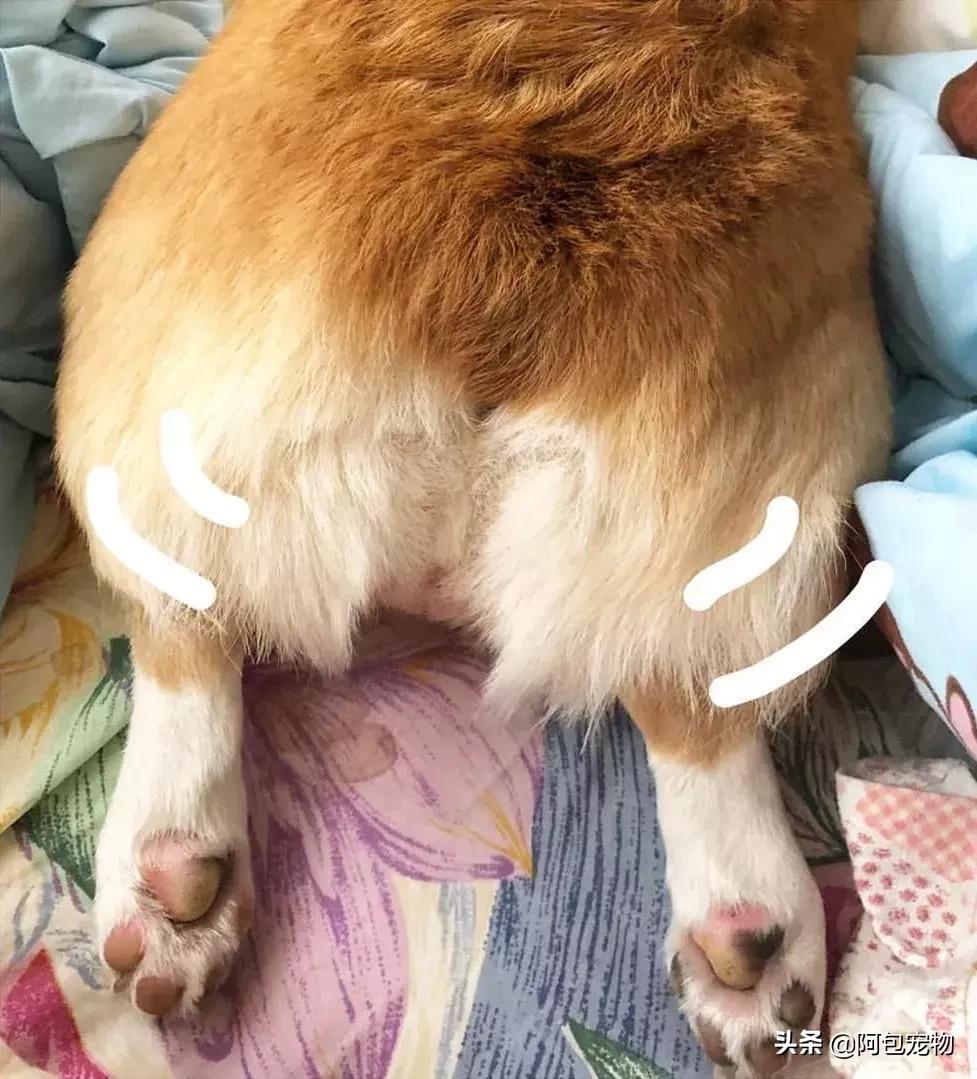 2019柯基国家展,首届柯基