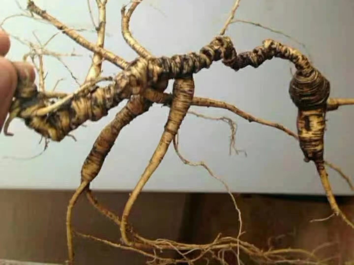 鲜参的加工详细方法,鲜参的种类大全