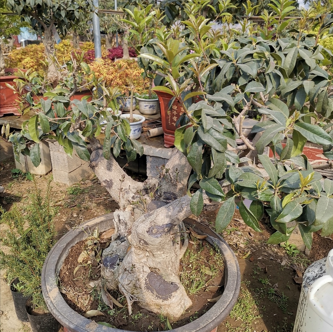 桂花刚发芽就变枯有什么补救方法,桂花开花后的种植和修剪