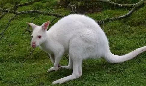 致命的60种动物,60种没见过的动物