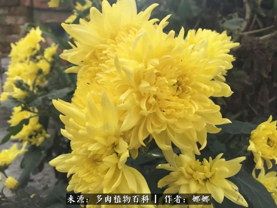 篱笆花开情常在，守你一生不变！