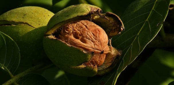 核桃种植基地在哪里,核桃直接种植可以吗