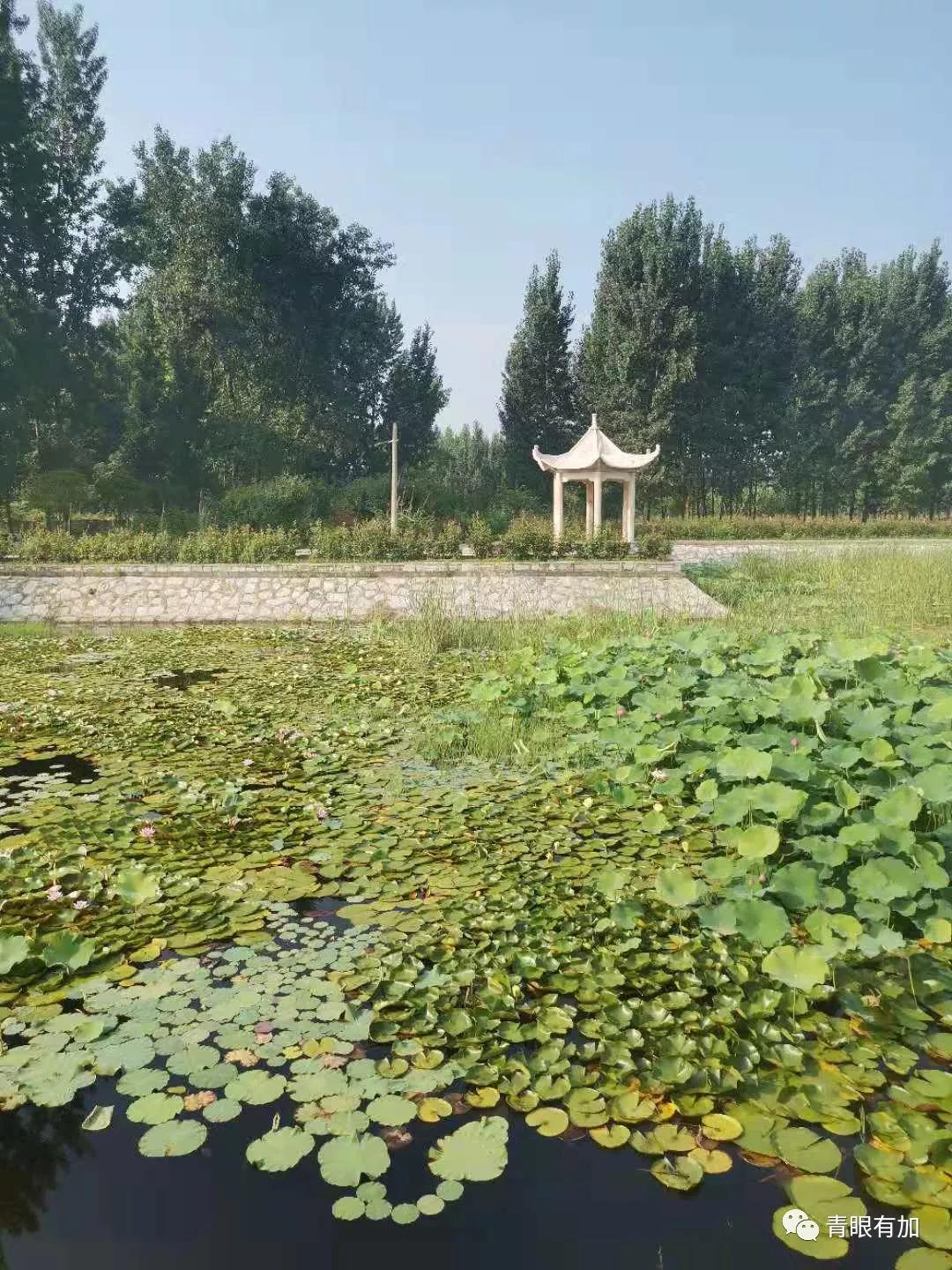 西吴沟村美丽乡村,水乡西吴沟