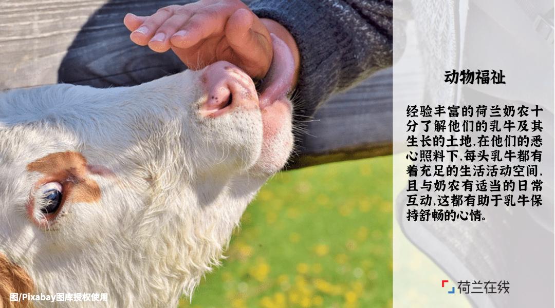 荷兰的食物有哪些,荷兰食物营养表