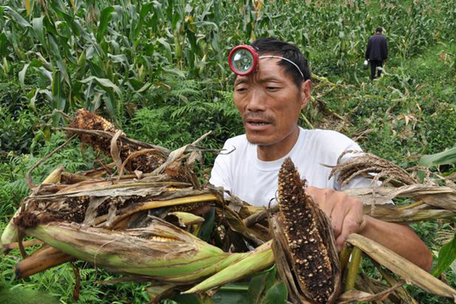 农村环境越来越好,山上的野猪下山糟蹋庄稼了,教你5招对付它