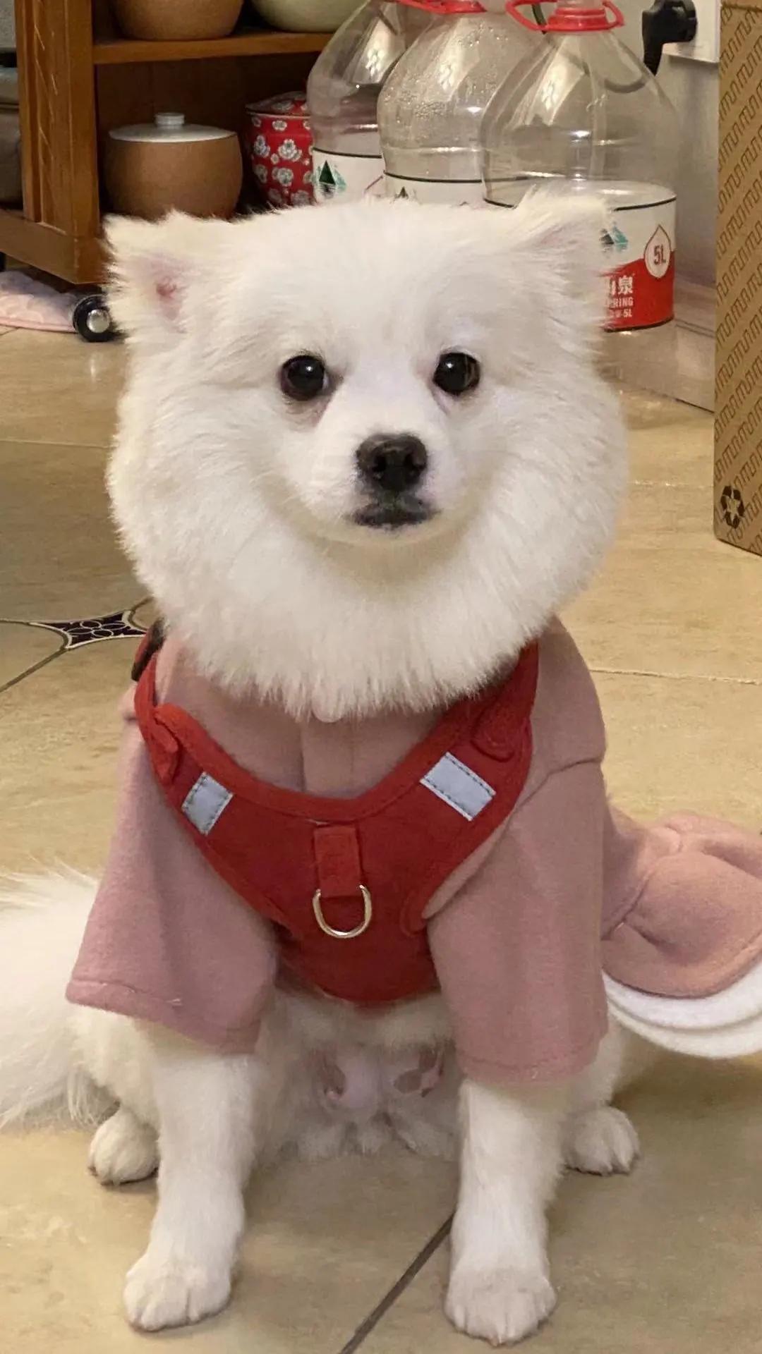 男生猛犬穿女装,男生细狗穿女装