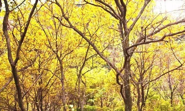 西安自驾秦岭秋色最好的地方,西安自驾一日游的绝佳去处秦岭