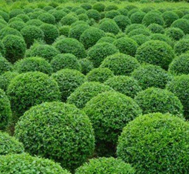 吴家洞村的苗木上开出致富花，还带领村民致富，村民年入百万