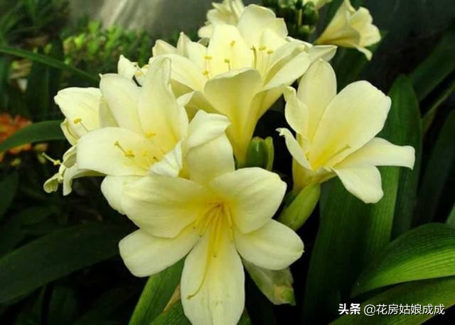 君子兰夹箭只需一招就能解决,发现君子兰夹箭把花箭剪掉可以吗