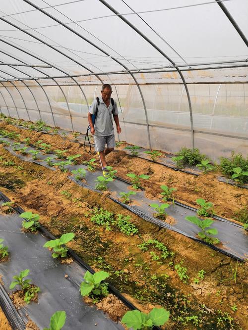 下雨天茄子预防病害,连续阴雨天如何防治茄子病虫害