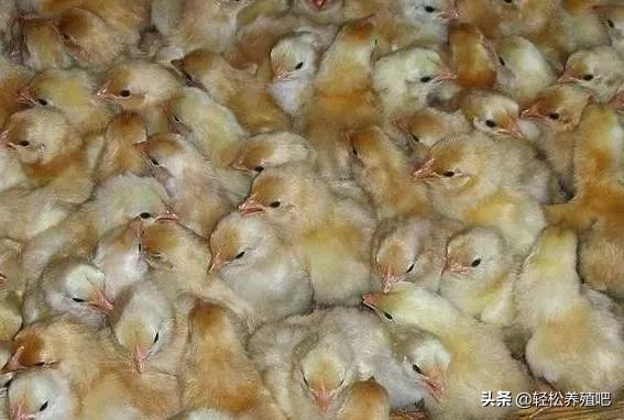 鸡咳嗽一直治不好怎么办,鸡发烧感冒咳嗽怎样治疗