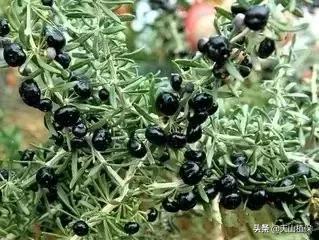 荒漠发现的生物,新疆戈壁滩常见低矮植物