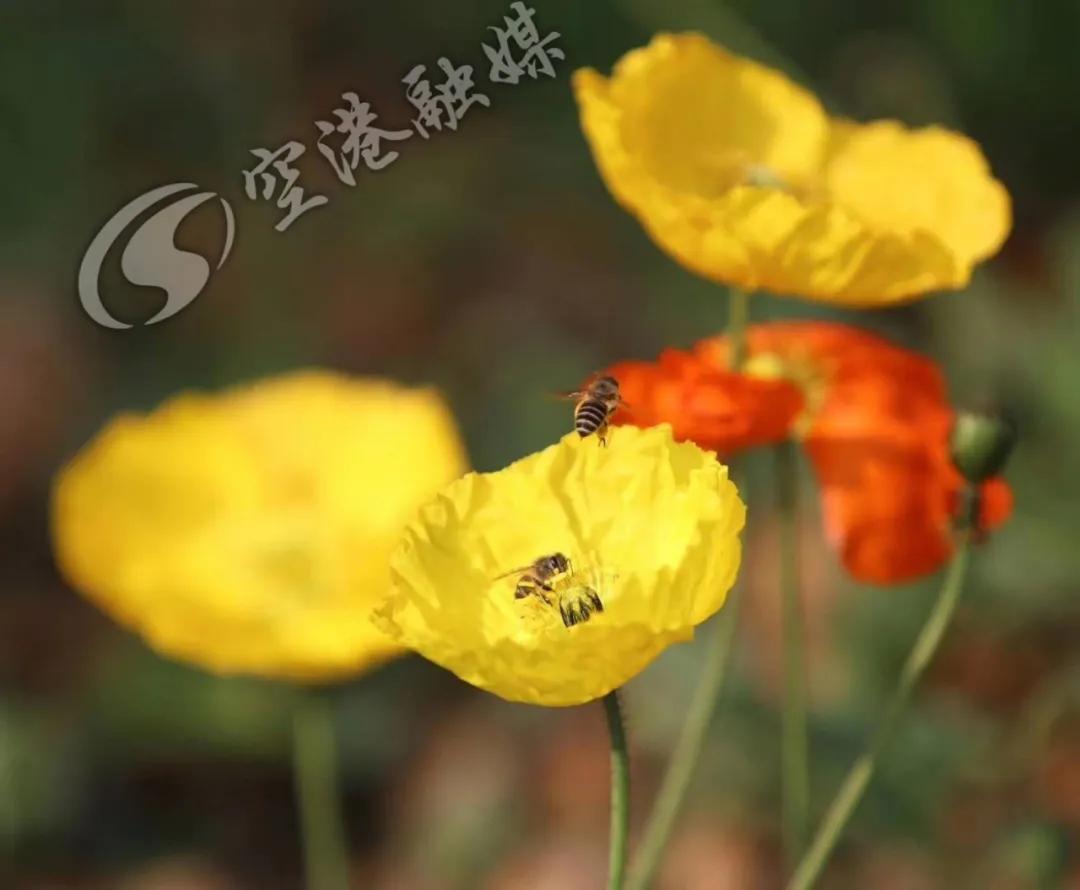 空港花田今天收门票吗,空港花田19.9门票