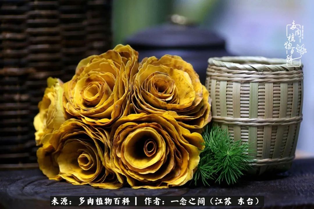 一见多肉误终生,一见多肉误终生从此入了养花坑