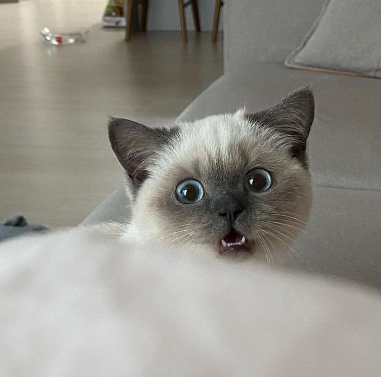 古代猫名字,古代猫的名字