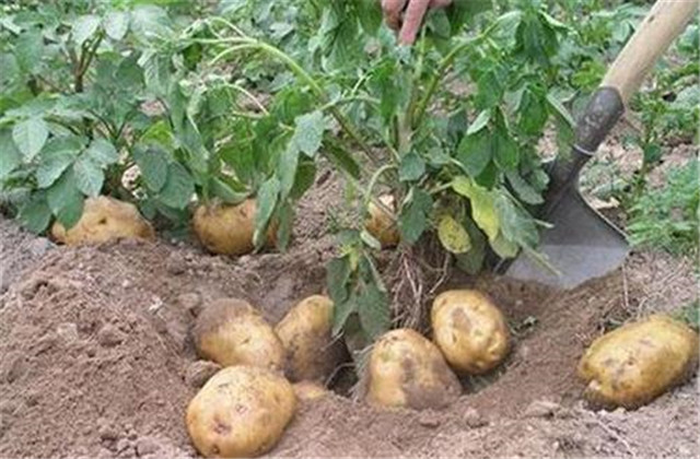马铃薯怎样种植能高产,马铃薯种植技术小视频