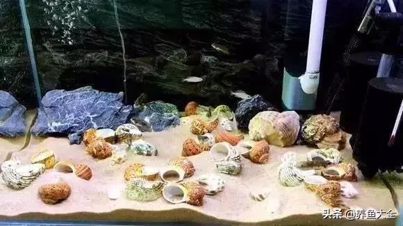 养鱼大神都养什么鱼,鱼缸养鱼都有哪些鱼