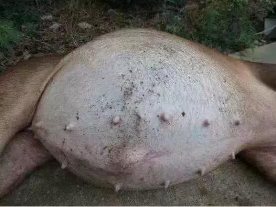 母猪胀肚,刚生仔猪拉稀母猪吃什么药