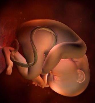 3d演示胎儿发育全过程,胚胎发育全过程3d演示