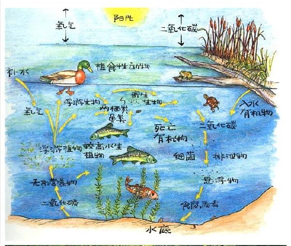 无视野锚鱼,为啥不禁止锚鱼