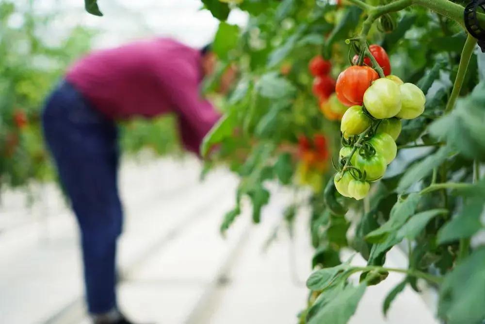 厦门特色旅游小镇,厦门两镇上榜省全域生态旅游小镇