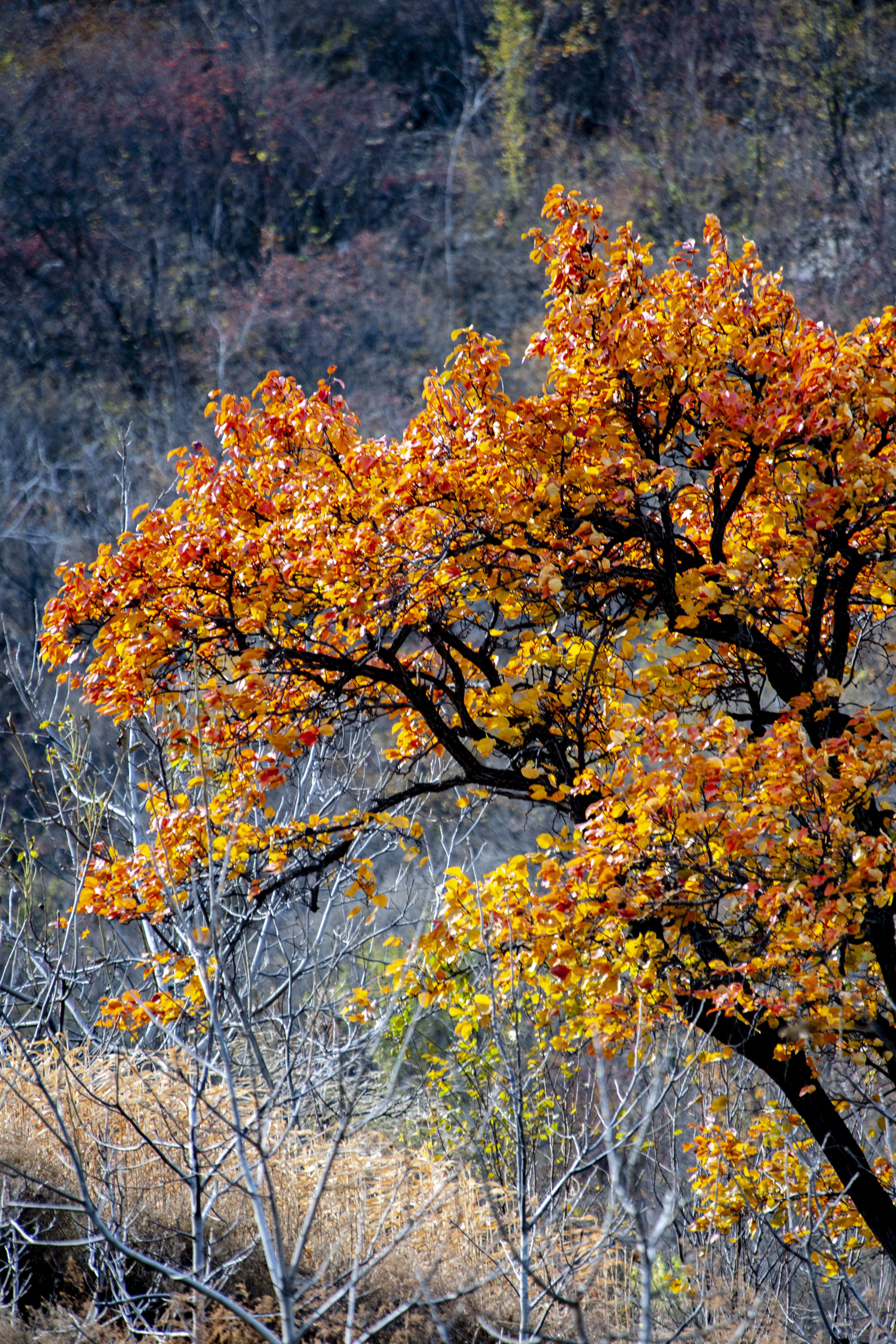 晚秋太行龙纹,晚秋太行红叶