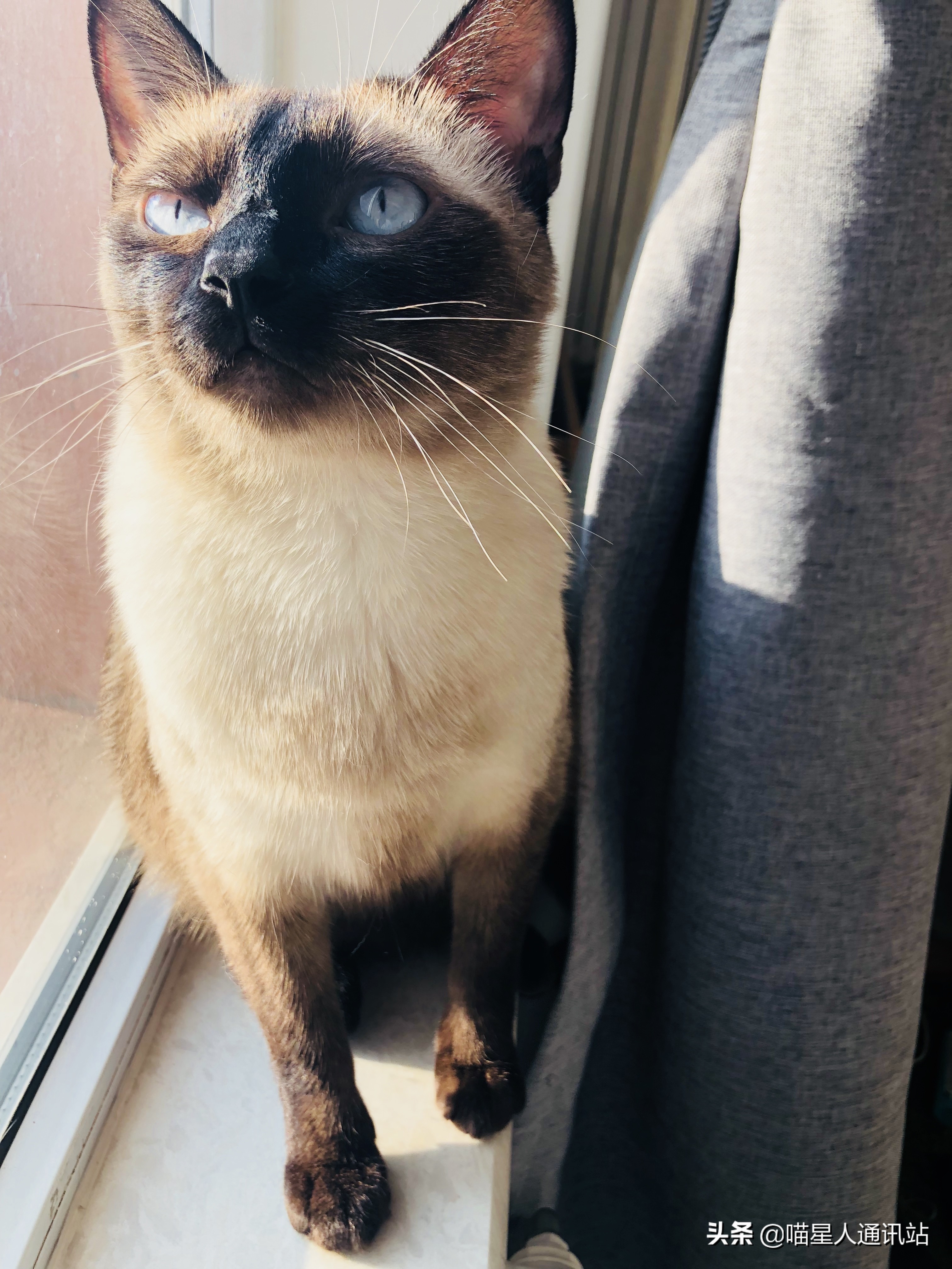 花销盘点｜养一只猫一年花的钱够买30根口红