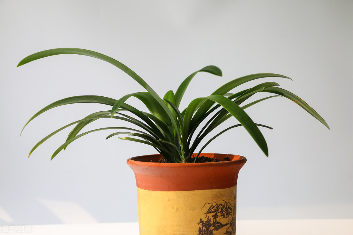 君子兰有六怕你知道吗,君子兰最怕的五种事情