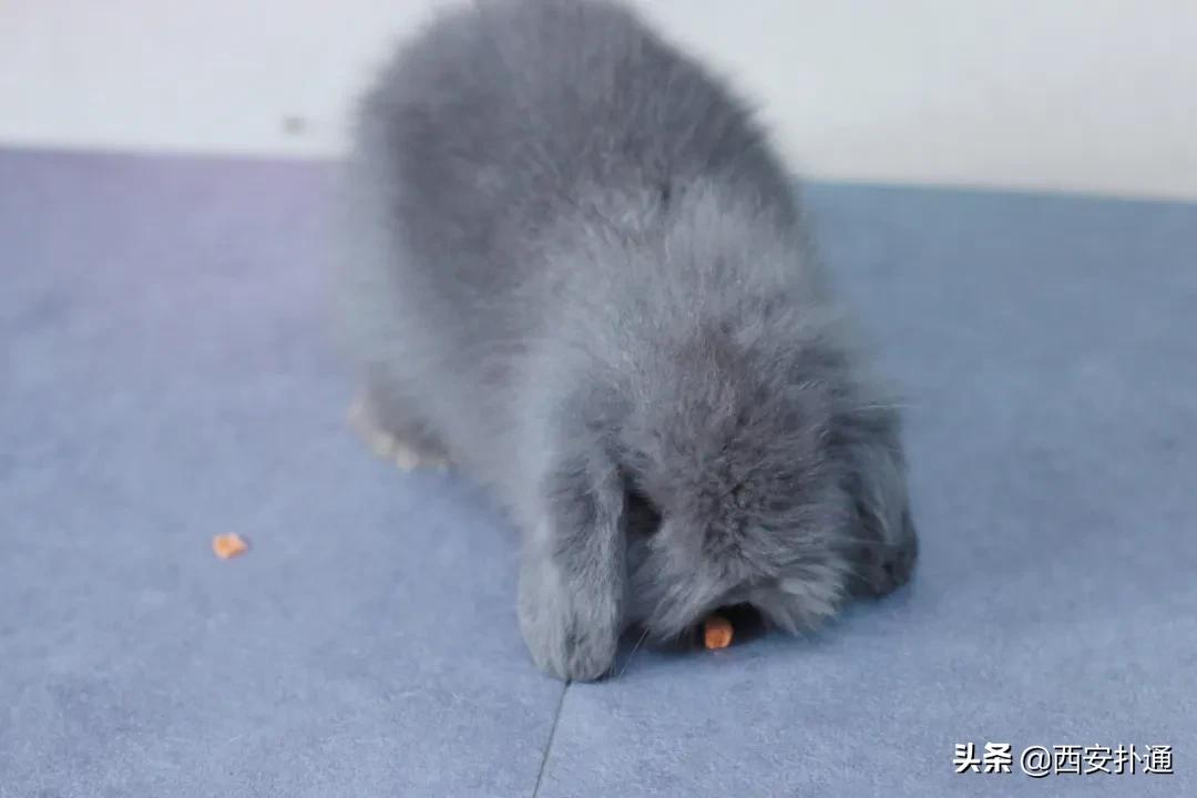 西安有哪些可以撸兔子的店,西安撸兔子的店