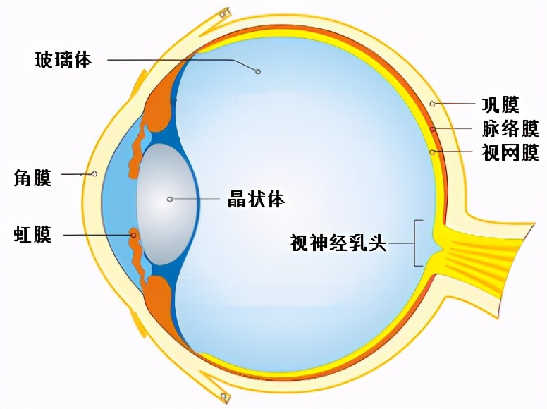我的眼白发黄怎么回事啊,白眼球有红血丝是视网膜充血吗