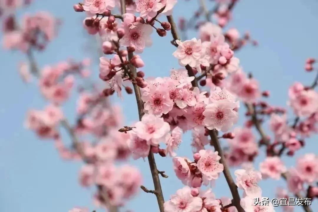 2021宜昌春季休闲农业精品线路公布！