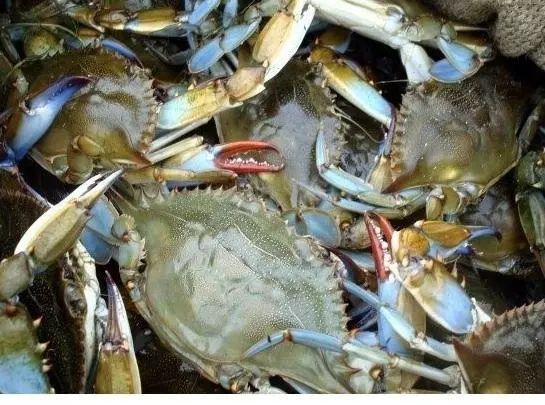 秦皇岛休渔海鲜贵吗,秦皇岛禁渔期海鲜怎么来的