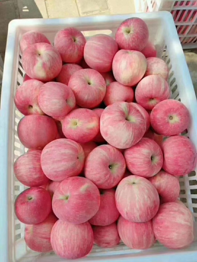 池州大事件，陕西眉县猕猴桃全城免费送！送！送！