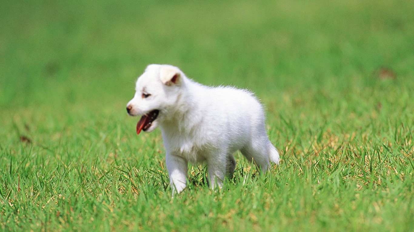家里有宠物消毒用84还是酒精,家里有宠物用什么杀虫剂