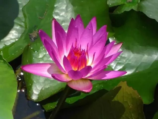 世界上最昂贵的花一朵价值1500万,世界上最高贵的花典雅图文