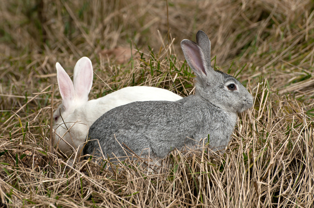预防兔子球虫病的中草药,兔子球虫病的治疗与防治