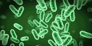 当它们在吃屎时,它们在吃什么?