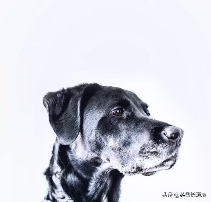 在英国哪里可以买宠物,英国如何饲养宠物猫咪