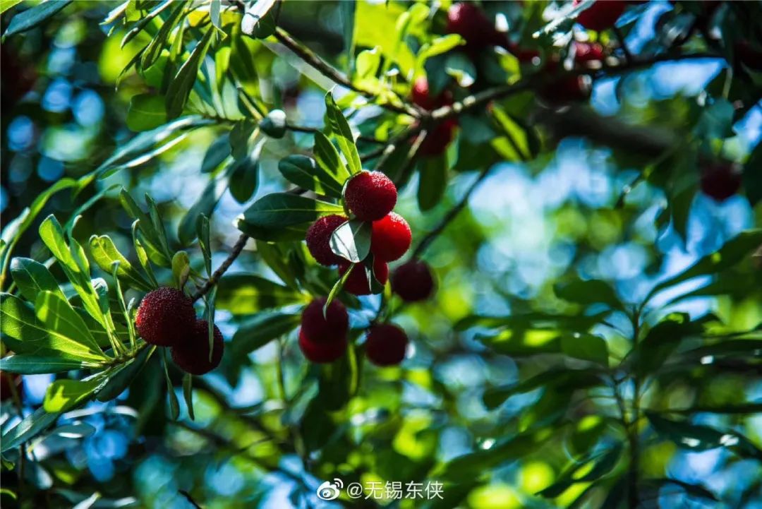 吃上一颗杨梅,正宗苏州杨梅