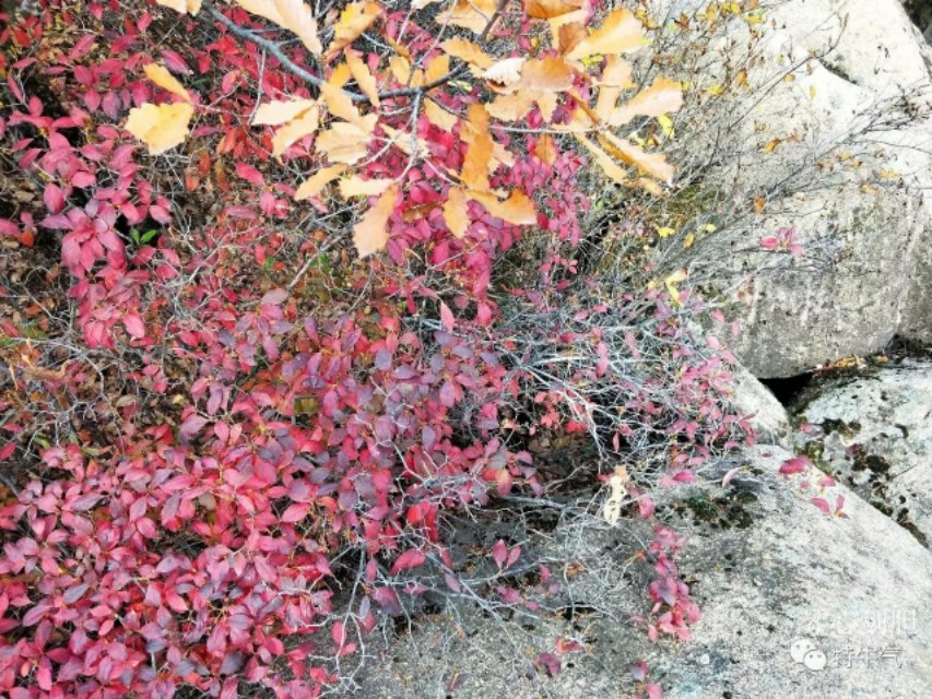 琴心劍胆诗词‖秋韵之橡树——赤峰宁城黑里河道须沟之一