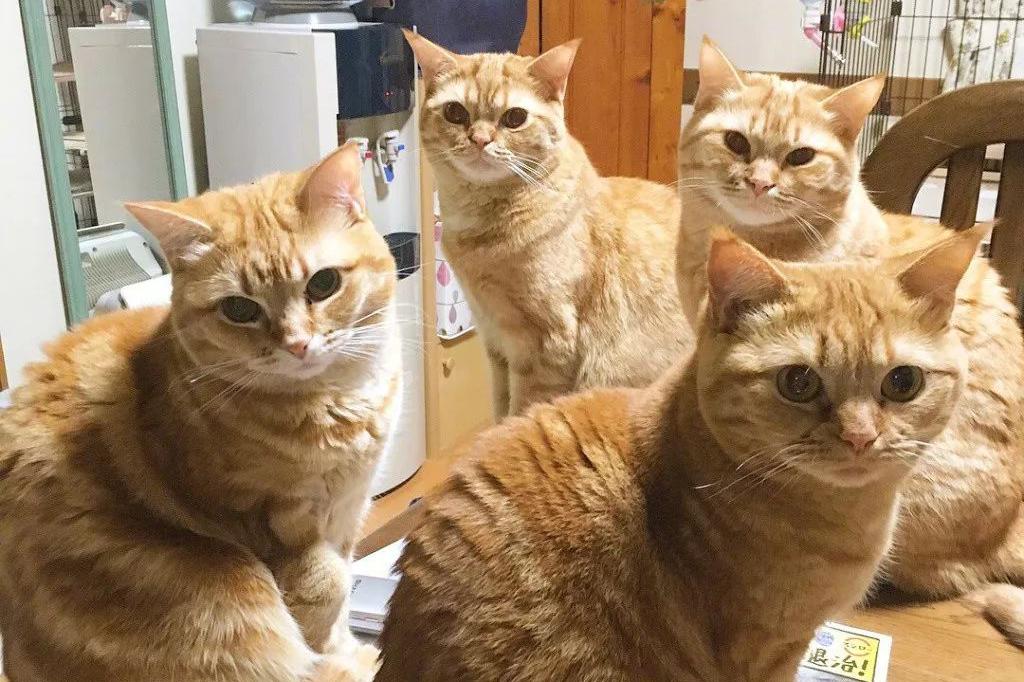 中国从古至今养猫的历史,各个时期猫对比图片