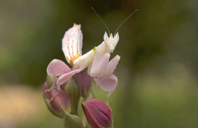 世界上十二种颜色华丽的动物,令人惊艳的17种动物绝对罕见
