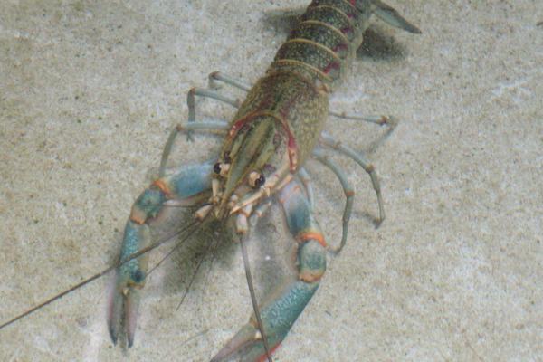 河虾的种类名称和价格,河虾和海虾的种类