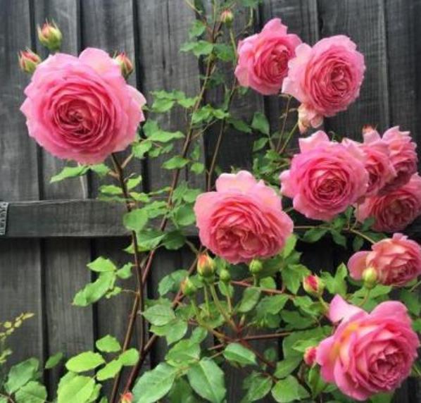 扦插月季花几月成活率高,月季花扦插不用生根液栽培方法