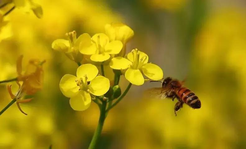 脸反复过敏怎么彻底治愈,过敏症状反复发作的原因