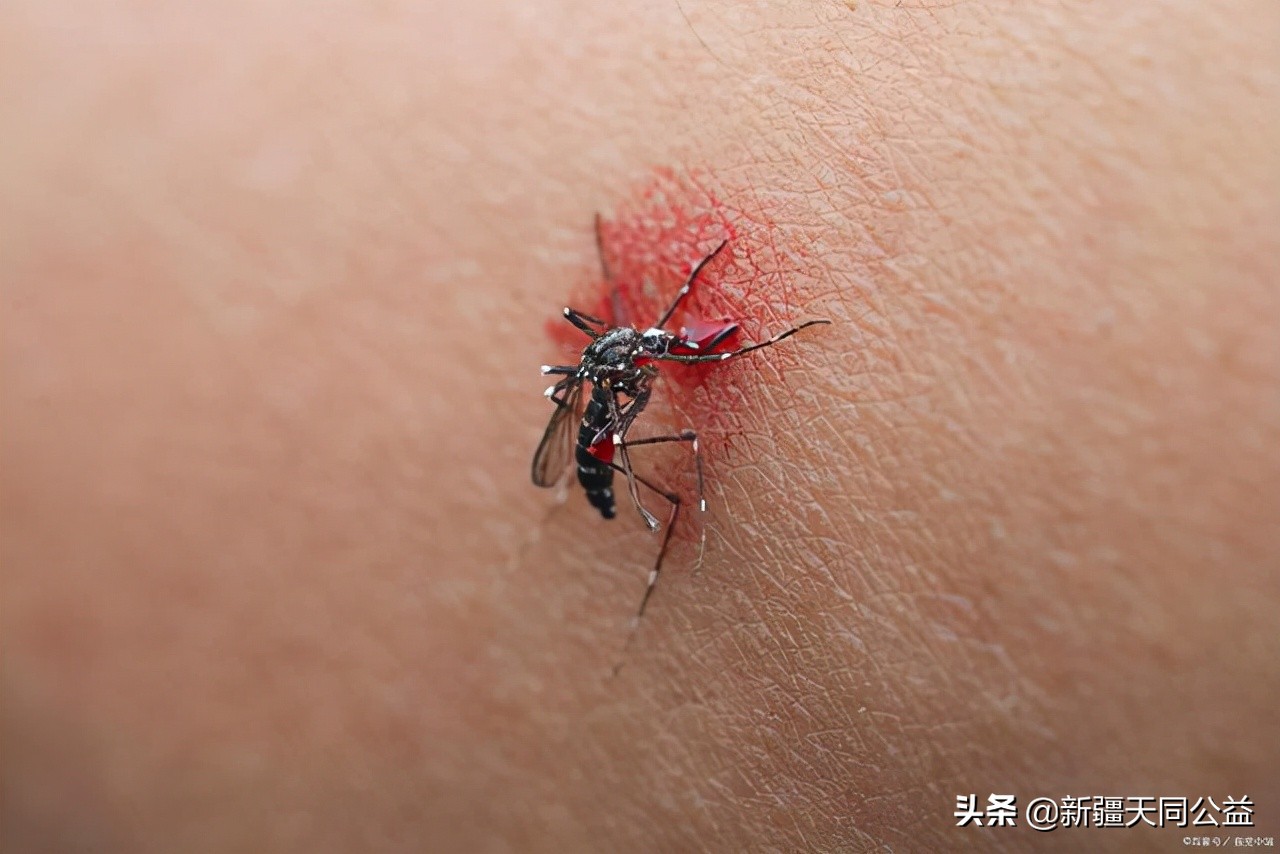 蚊子吸的血会传染艾滋病吗,蚊子吸了艾滋病血会再传染别人吗