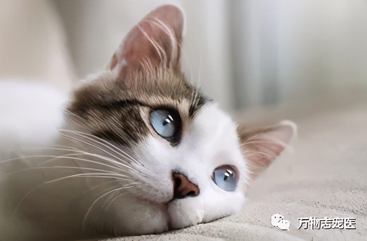 驱虫药跟驱虫针有什么区别,驱虫药内服和外用的区别