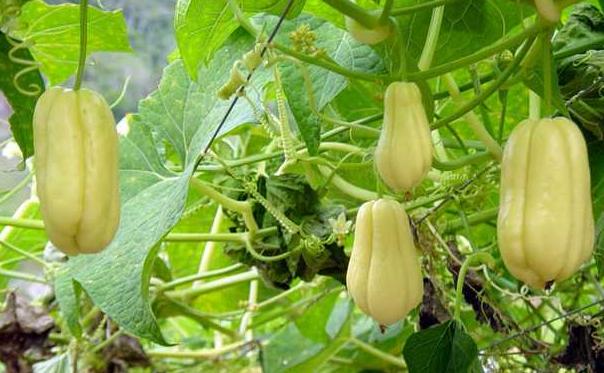 什么样的品种的佛手瓜最好吃,高产的佛手瓜
