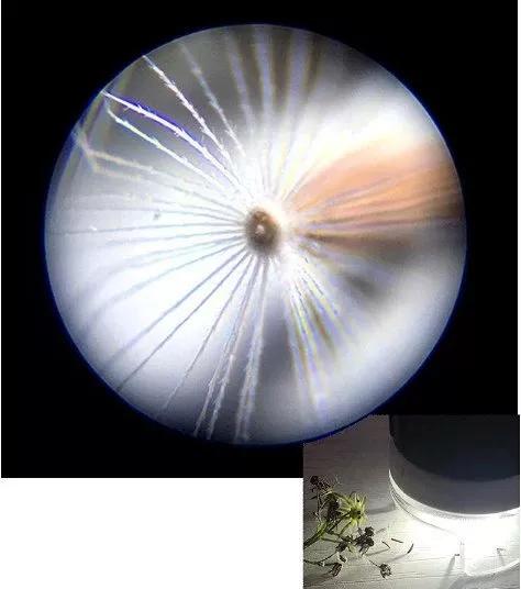 儿童显微镜下的微观世界,便携式儿童显微镜萌趣多