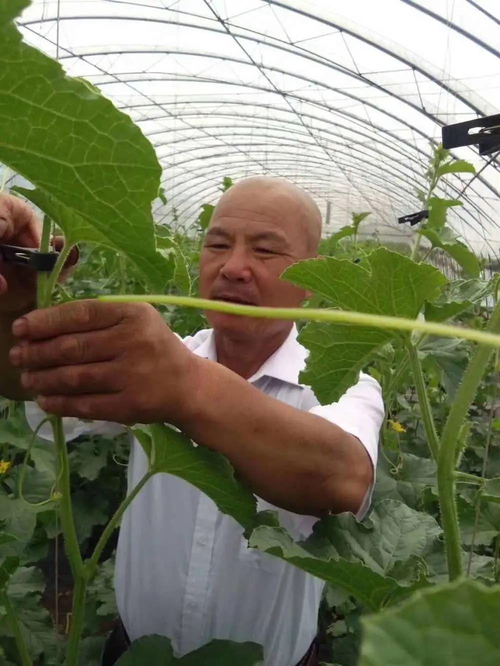 新农人十大网红,新农人网红种地视频